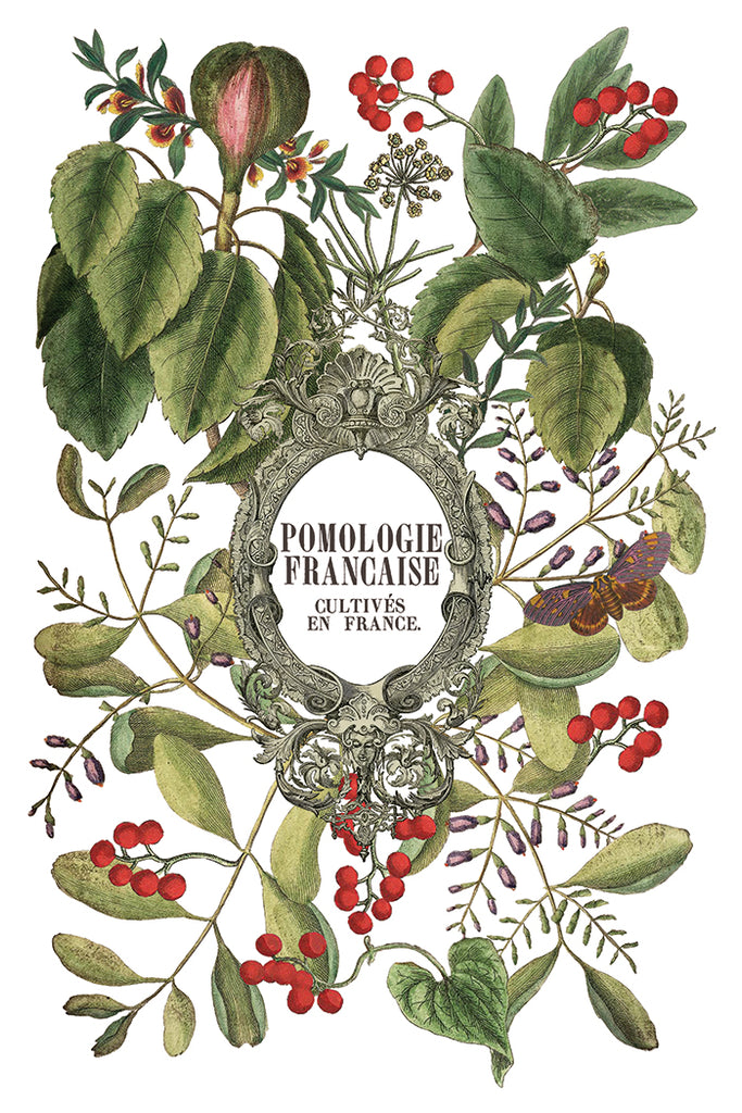 Clementine IOD Decor Transfer - DEJA VU BOUTIK