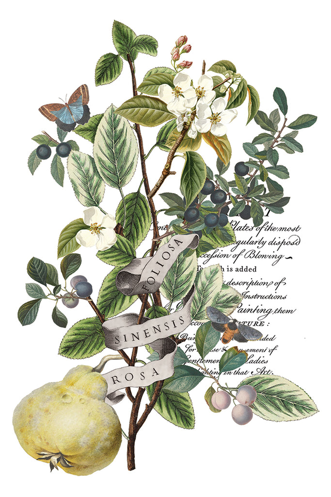 Clementine IOD Decor Transfer - DEJA VU BOUTIK