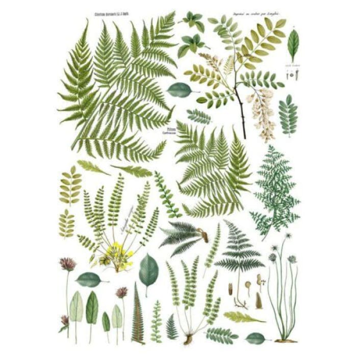 New! Frond Botanical (24 x 33) | IOD | $36.00