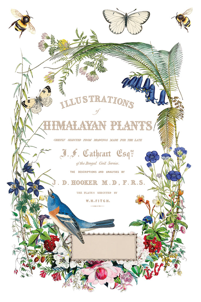 Flora Greca IOD Decor Transfer - DEJA VU BOUTIK