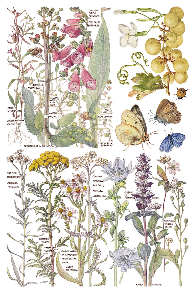 Primrose Isle IOD Decor Transfer - DEJA VU BOUTIK